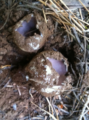 Sarcosphaera coronaria