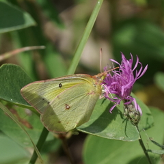 Colias philodice eriphyle