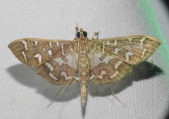 Nausinoe