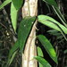 Leichhardtia suaveolens - Photo (c) Victor W Fazio III, algunos derechos reservados (CC BY-NC), subido por Victor W Fazio III