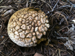 Calbovista subsculpta