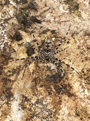 Hersiliola simoni
