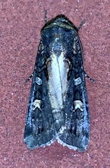 Actebia fennica