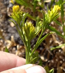 Columbiadoria hallii