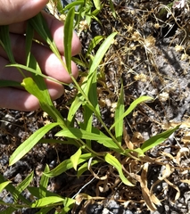 Columbiadoria hallii