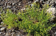 Columbiadoria hallii