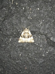 Meropleon diversicolor