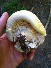 Cantharocybe gruberi