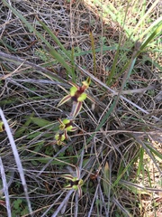 Caladenia conferta
