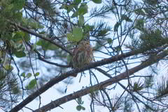 Glaucidium brasilianum