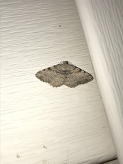 Digrammia gnophosaria