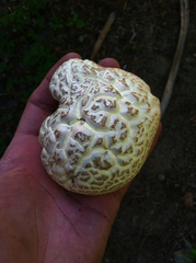 Cantharocybe gruberi