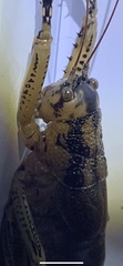 Nesoecia insignis
