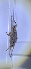 Nesoecia insignis