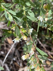 Phyllanthus calycinus