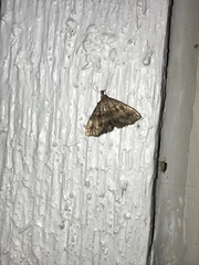 Phalaenostola larentioides