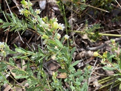 Phyllanthus calycinus