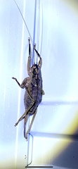 Nesoecia insignis