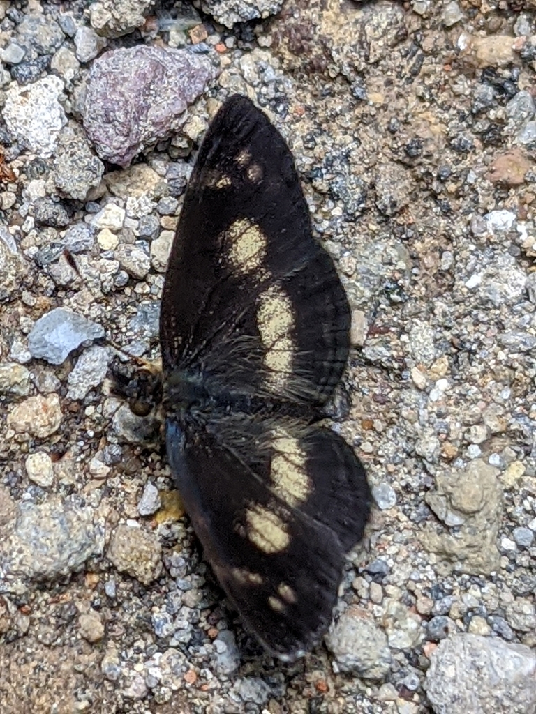 Tegosa nigrella