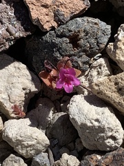 Diplacus cascadensis