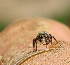 Phidippus putnami