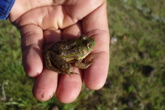 Lithobates montezumae