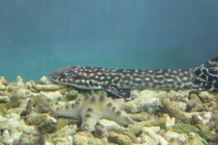 Atelomycterus marmoratus