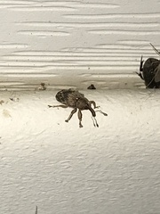 Lignyodes bischoffi