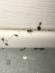 Lignyodes bischoffi