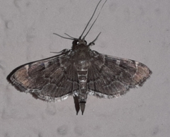 Cryptobotys zoilusalis