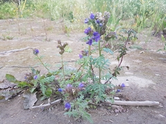 Phacelia franklinii