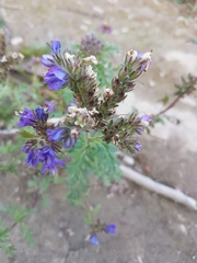Phacelia franklinii