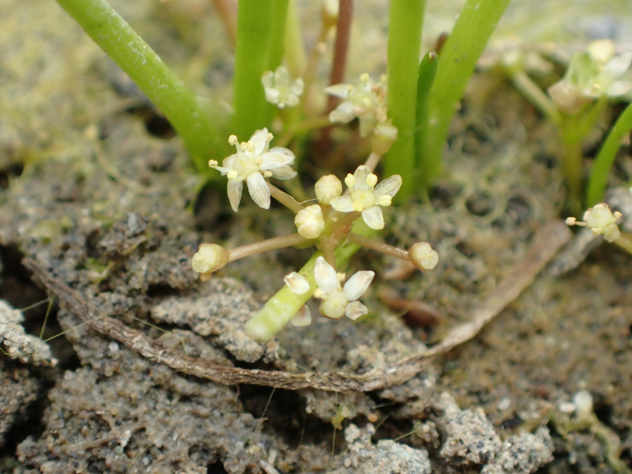 Lilaeopsis occidentalis