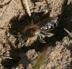 Andrena barbilabris