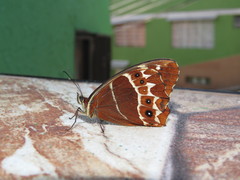 Oxeoschistus simplex simplex