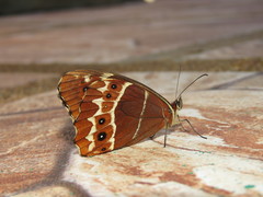 Oxeoschistus simplex simplex