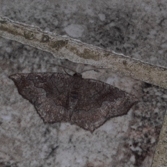 Anisoperas atropunctaria