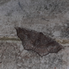 Anisoperas atropunctaria