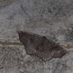 Anisoperas atropunctaria