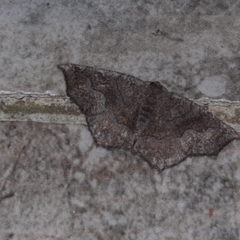 Anisoperas atropunctaria