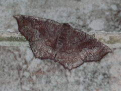 Anisoperas atropunctaria