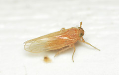 Javesella pellucida