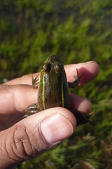 Lithobates montezumae