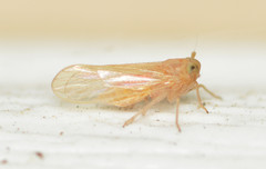 Javesella pellucida