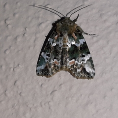 Chytonix elegans
