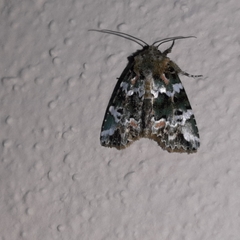 Chytonix elegans