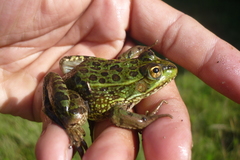 Lithobates montezumae