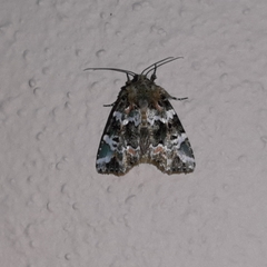 Chytonix elegans
