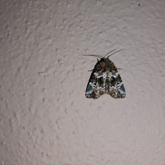 Chytonix elegans