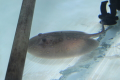 Potamotrygon motoro